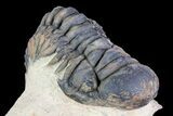 Crotalocephalina Trilobite - Foum Zguid, Morocco #75464-1